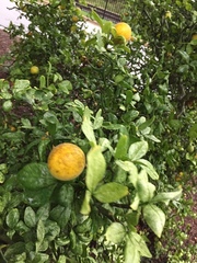 Citrus trifoliata
