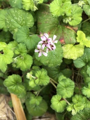 Pelargonium littorale