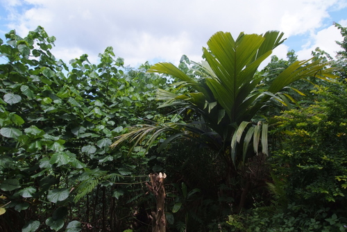 Pelagodoxa henryana observed 2018-11-03