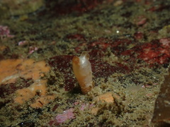 Stolidobranchia
