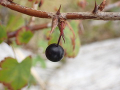 Ribes divaricatum
