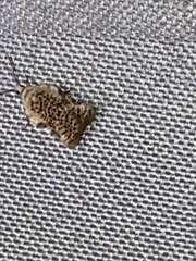 Acleris subnivana