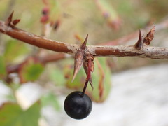 Ribes divaricatum
