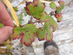 Ribes divaricatum