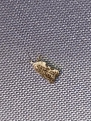 Acleris subnivana