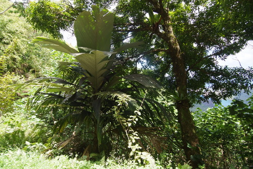 Pelagodoxa henryana observed 2018-11-03