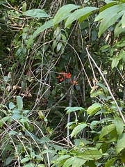 Erythrina ×sykesii