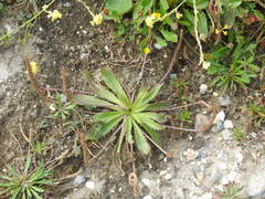 Plantago serraria