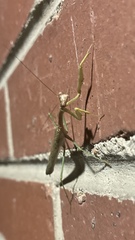 Mantidae