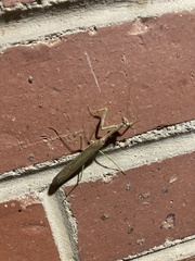Mantidae