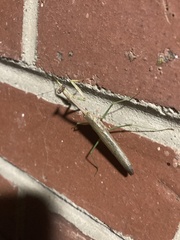 Mantidae