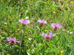 Centaurea polyacantha