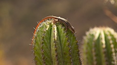 Aspidoscelis sackii sackii