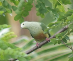 Ptilinopus dupetithouarsii