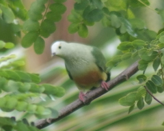 Ptilinopus dupetithouarsii