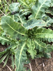 Sonchus megalocarpus