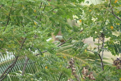 Ptilinopus dupetithouarsii