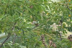 Ptilinopus dupetithouarsii