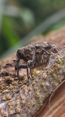 Eutyrhinus meditabundus