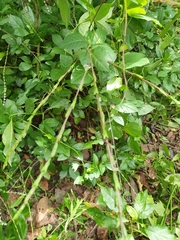 Petiveria alliacea