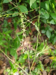 Petiveria alliacea