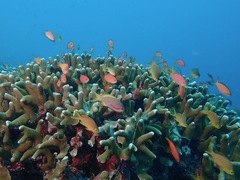 Pseudanthias huchtii