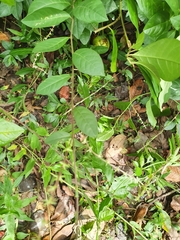 Petiveria alliacea