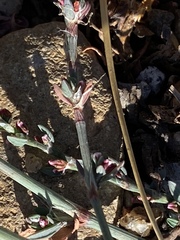 Polygonum aviculare depressum
