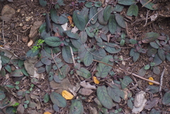 Hemigraphis alternata