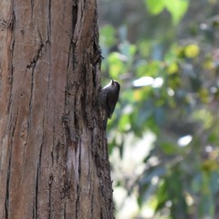 Climacteris erythrops