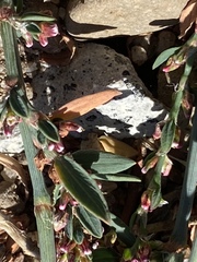Polygonum aviculare depressum