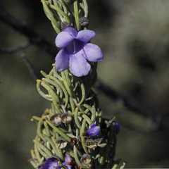 Prostanthera teretifolia