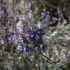 Prostanthera teretifolia