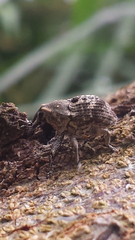 Eutyrhinus meditabundus