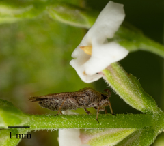 Teleonemia scrupulosa