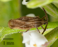 Teleonemia scrupulosa