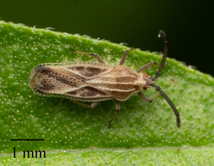 Teleonemia scrupulosa