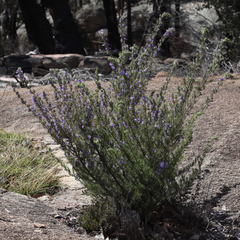 Prostanthera teretifolia