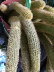 Cleistocactus