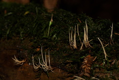 Pterulicium gracile