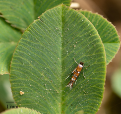 Porphyrosela minuta