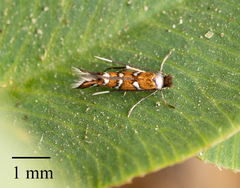 Porphyrosela minuta