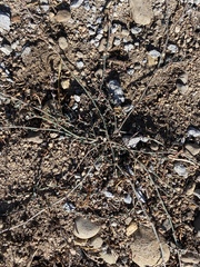 Polygonum aviculare depressum