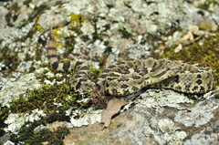 Crotalus aquilus
