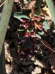 Polygonum aviculare depressum