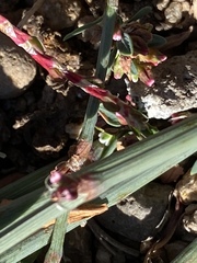 Polygonum aviculare depressum
