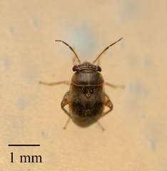 Coridromius chenopoderis