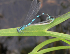 Coenagrion lanceolatum