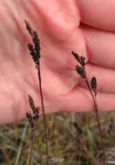 Carex bigelowii arctisibirica
