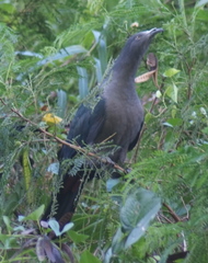 Ducula galeata